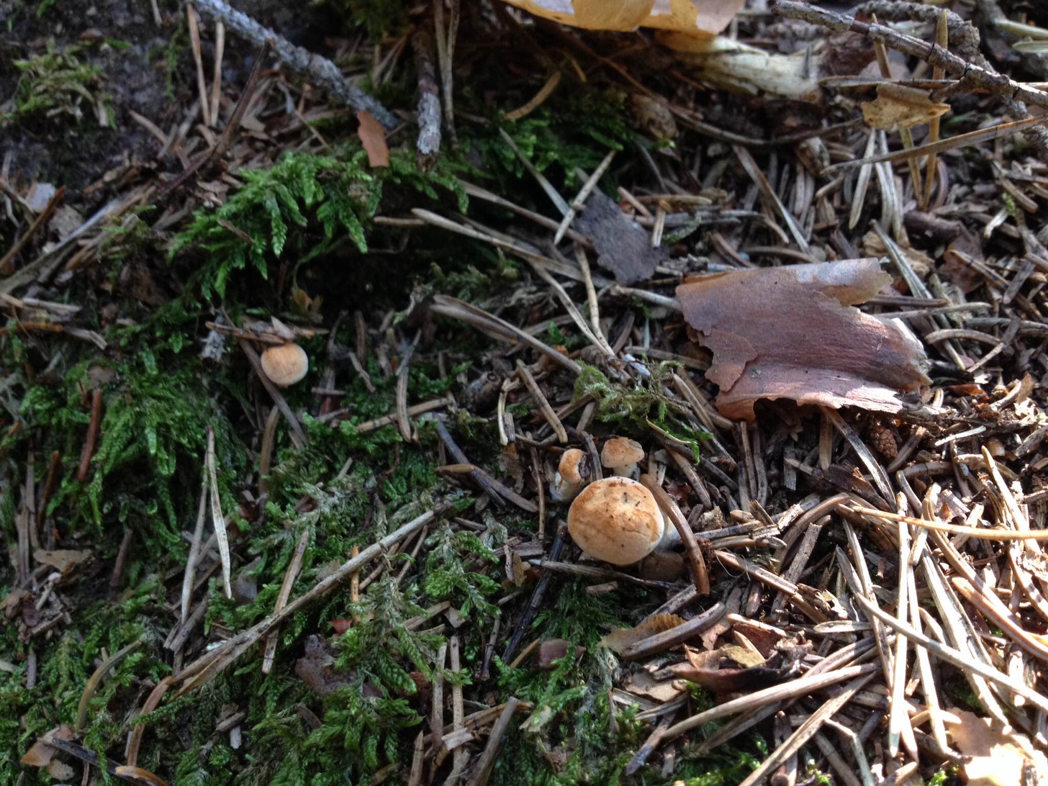 la famiglia di funghi più piccola che abbia mai visto